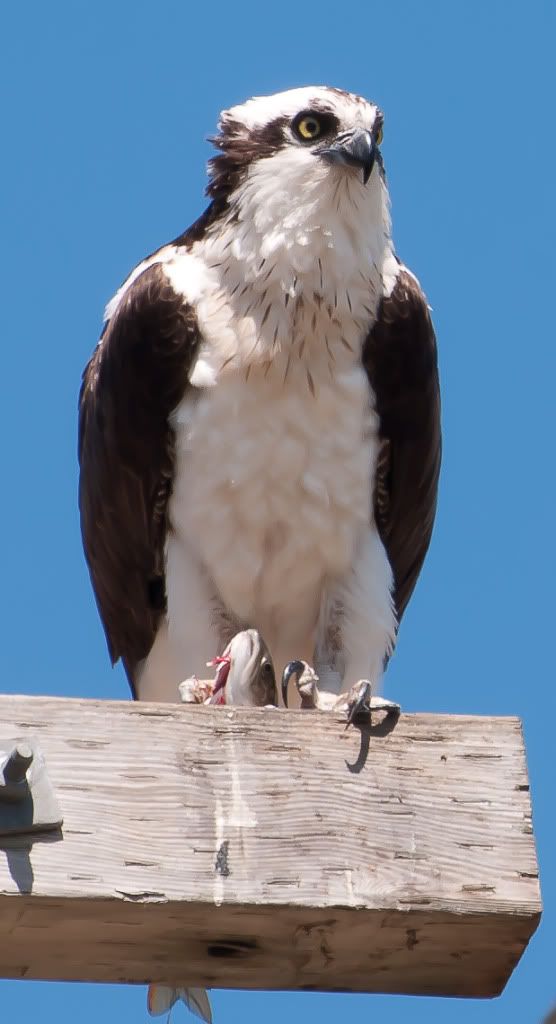 IMAGE: http://i167.photobucket.com/albums/u152/the_flying_moose/DSC_2809-3.jpg