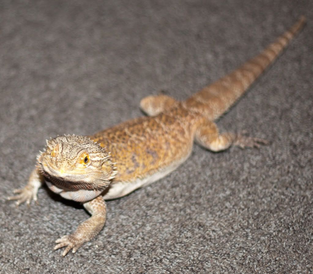 IMAGE: http://i167.photobucket.com/albums/u152/the_flying_moose/IMG_2539.jpg