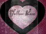 Click Here - Rate - YELLOW ROSE