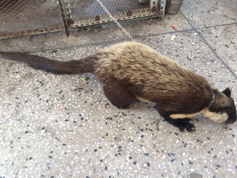 Sóc đen thái Lan - 1