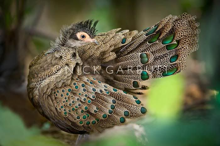 090212_053204250_Borneo-Peacock-Pheasant_1.jpg