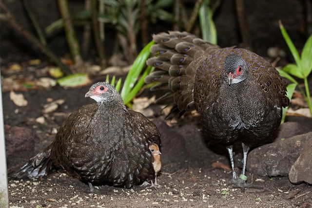 Các giống chim trĩ ,chim công và bộ gà hoang dã trên thế giới