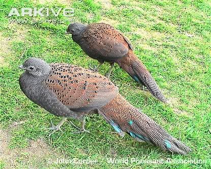 Mountain-peacock-pheasant-pair.jpg