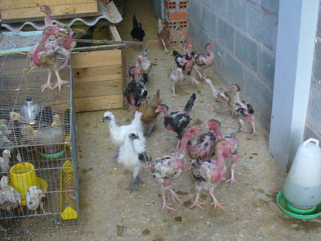 Gà đông tảo - gà silkie - 4