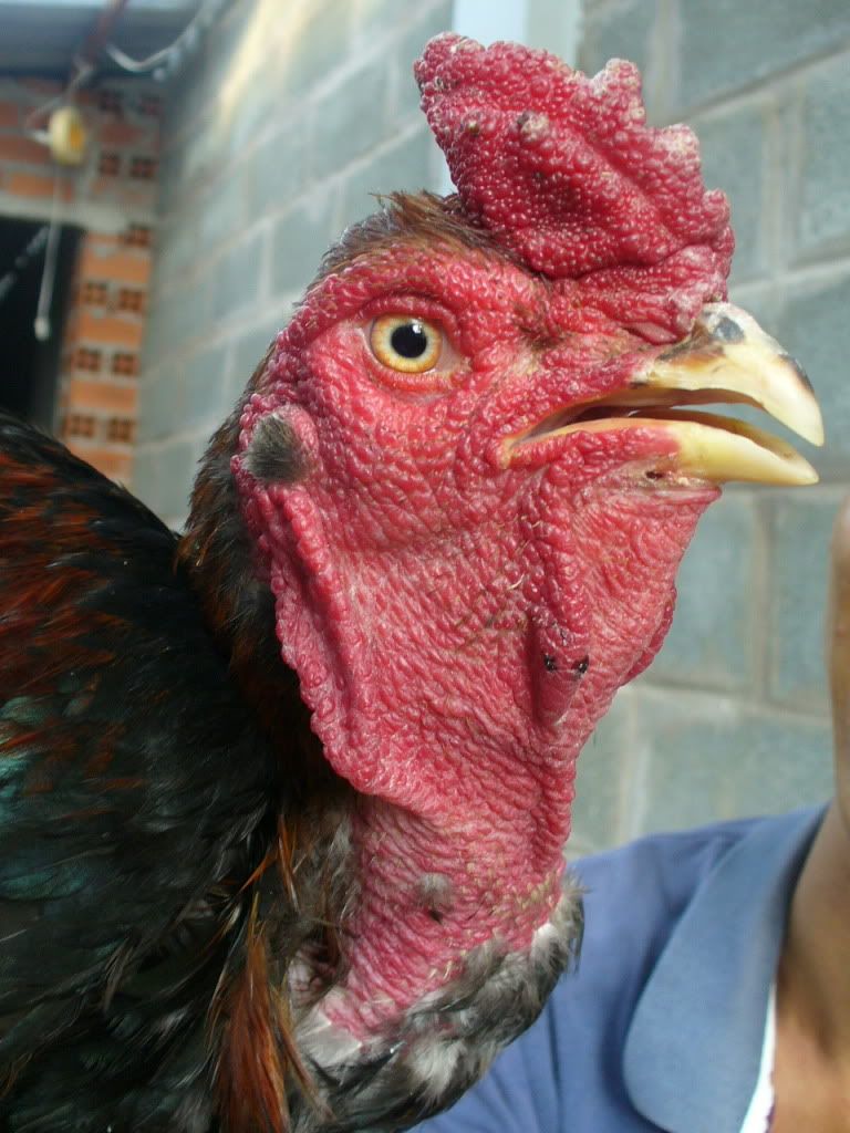 Gà đông tảo - gà silkie