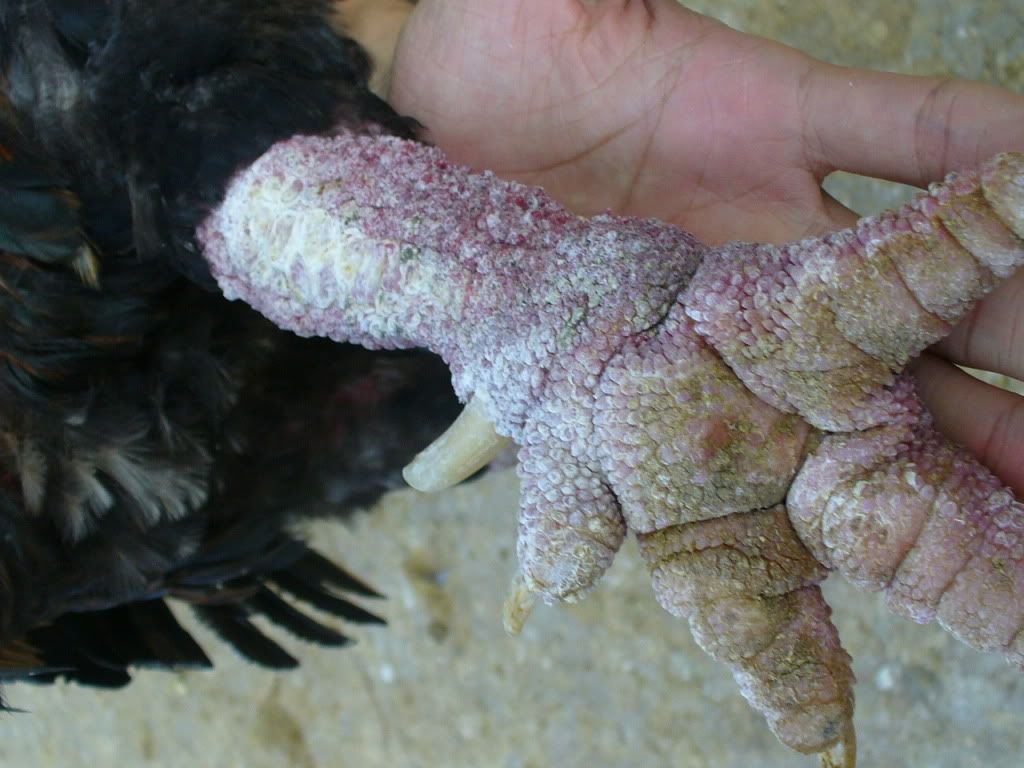 Gà đông tảo - gà silkie - 2