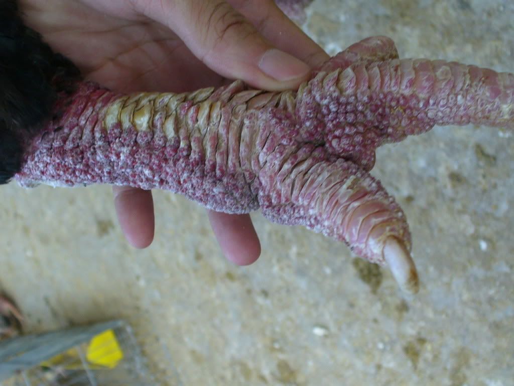 Gà đông tảo - gà silkie - 1