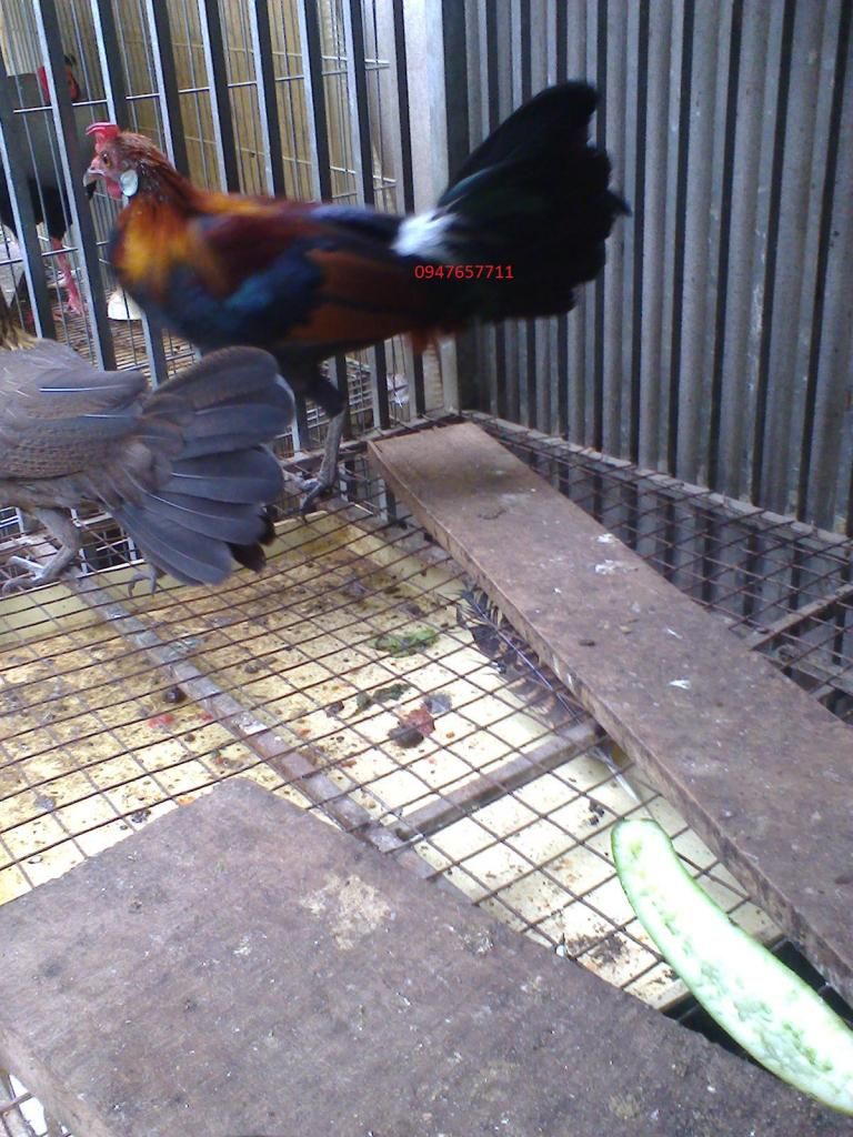 hi3000nh0084_zps19fff838.jpg hi3000nh0084_zps19fff838.jpg