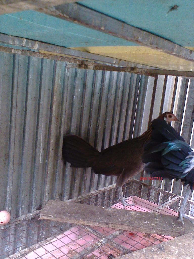 hi3000nh0090_zps55148671.jpg hi3000nh0090_zps55148671.jpg