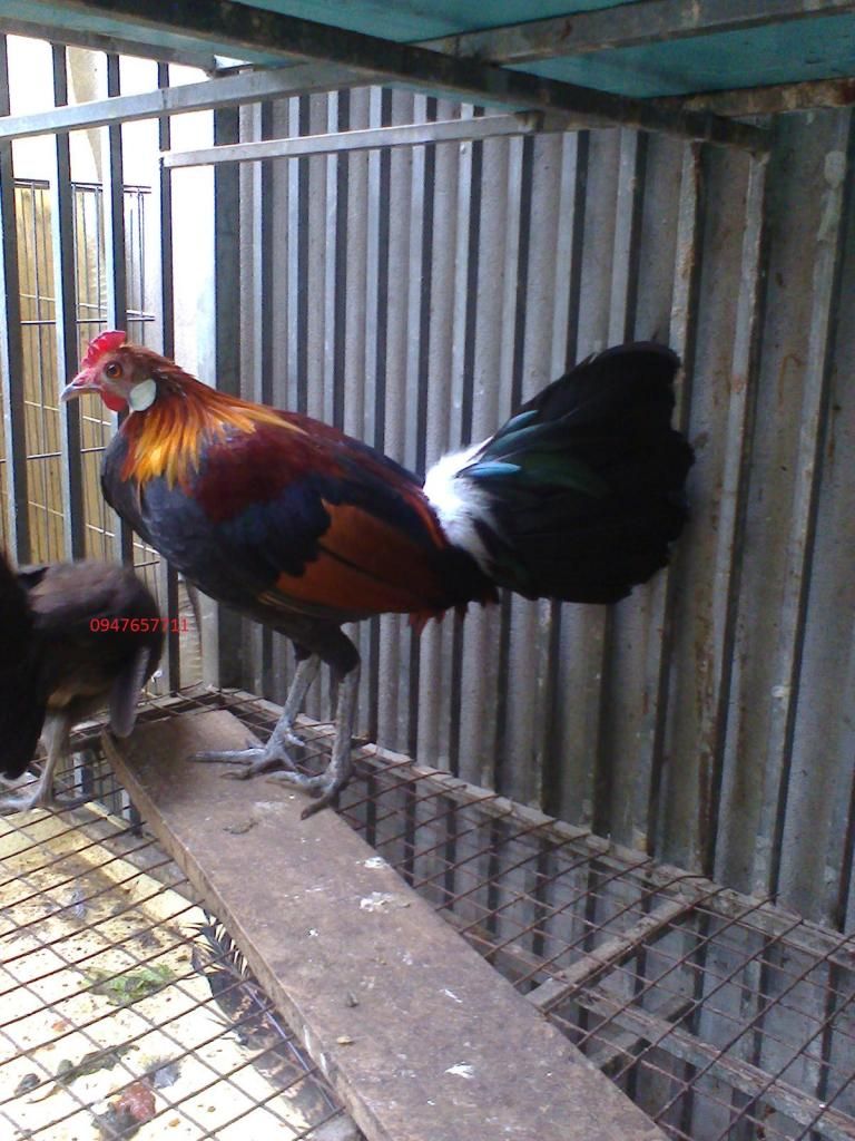 hi3000nh0091_zps14513314.jpg hi3000nh0091_zps14513314.jpg