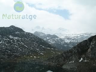 Llacs de Covadonga
