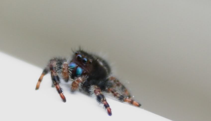 blue fanged spider