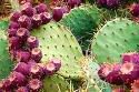 pricklypear.jpg