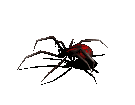 spider gif Pictures, Images and Photos