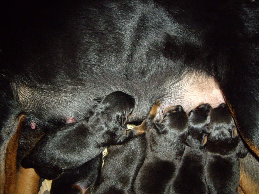 Puppies1