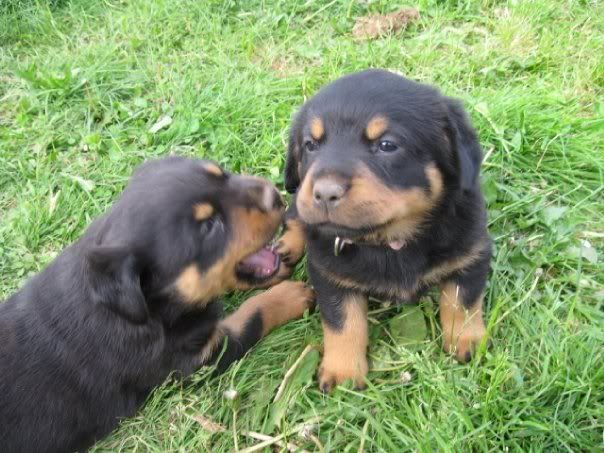 Jango's Siblings1