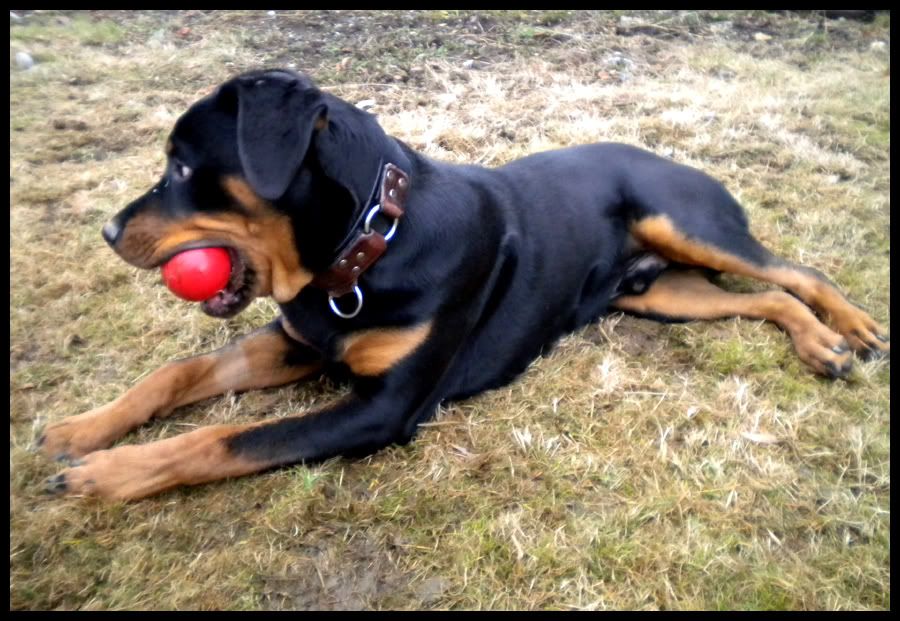 Jango Ball