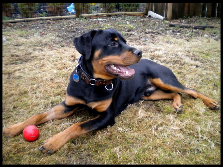 Jango Ball 2