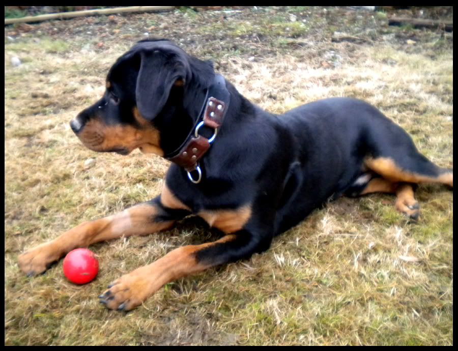 Jango Ball 3