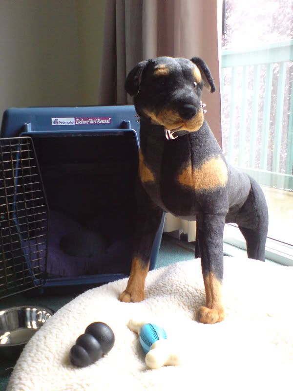 new dog 1