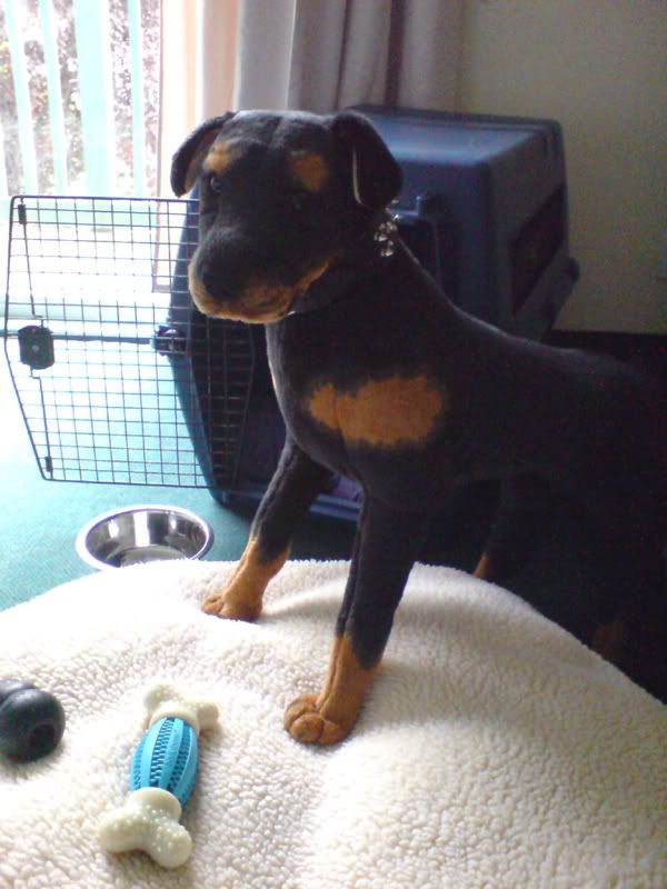 new dog 2