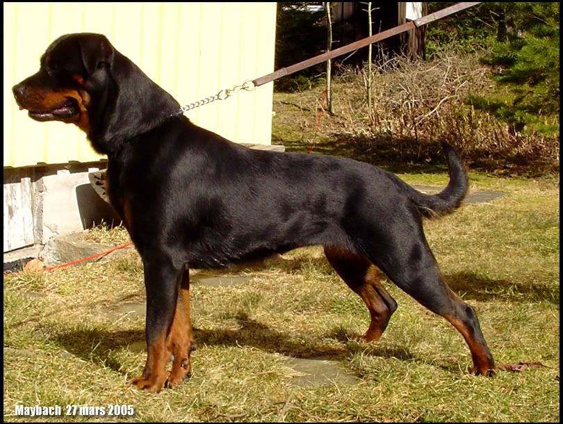Rottie with Tail