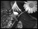 sunflower Pictures, Images and Photos