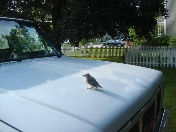 baby blue jay