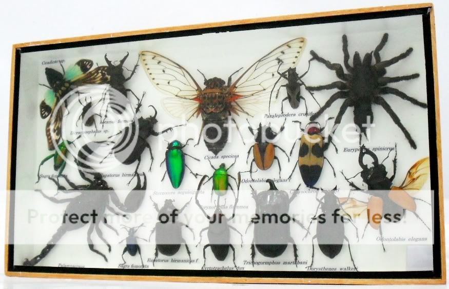 Assort 19 insect taxidermy in wood box collection MA10  