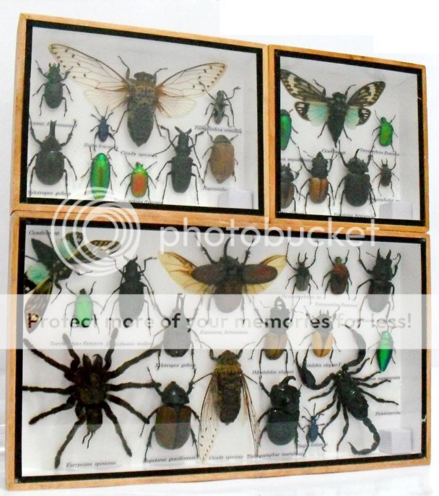 Assort 33 insect taxidermy in wood box collection set 0178  