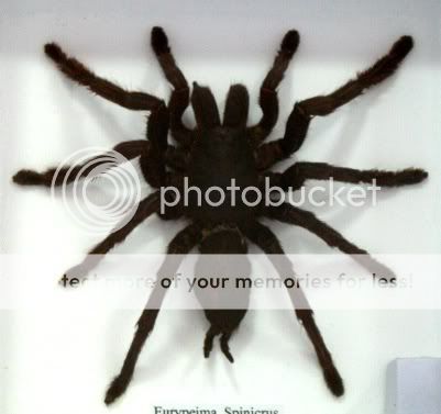 Eurypeima spinicrus tarantula spider taxidermy in box  